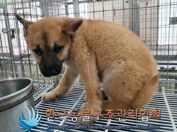 한국동물구조관리협회_441560202300615